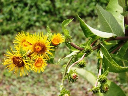 Pushkaramoola (Inula racemosa) in the management of Tamaka shvasa (bronchial asthma)